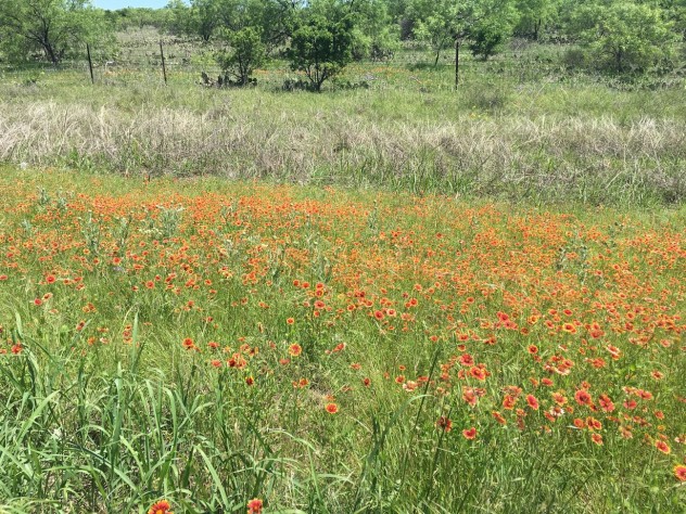 Orange flowers